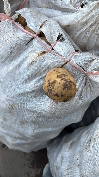 Фрукты овощи оптовые цены