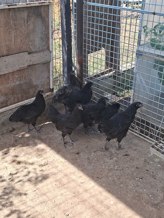 Vand pui  australop varsta 12 saptamani 70 lei bucata