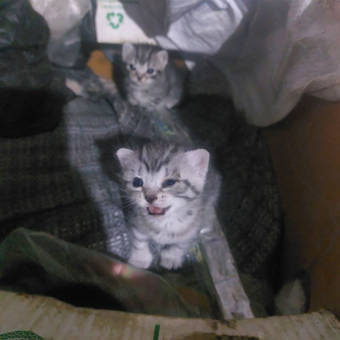Продам котят маленьких