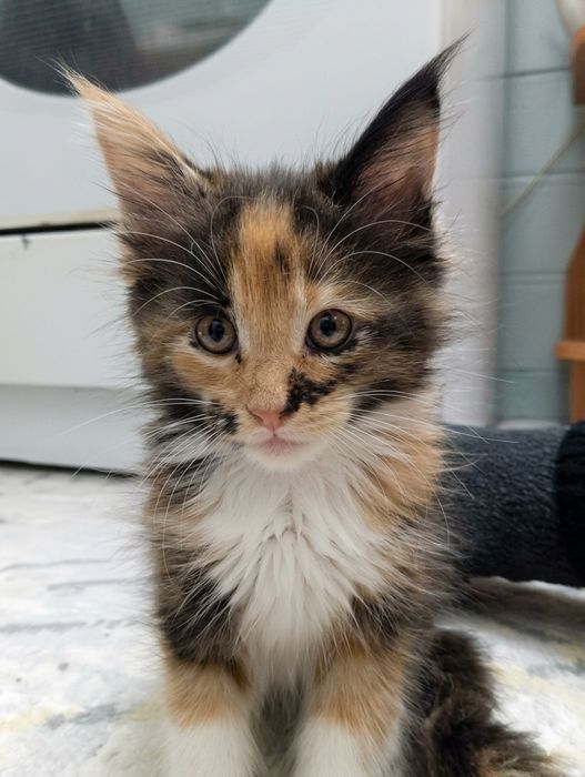 Мейн-кун котёнок