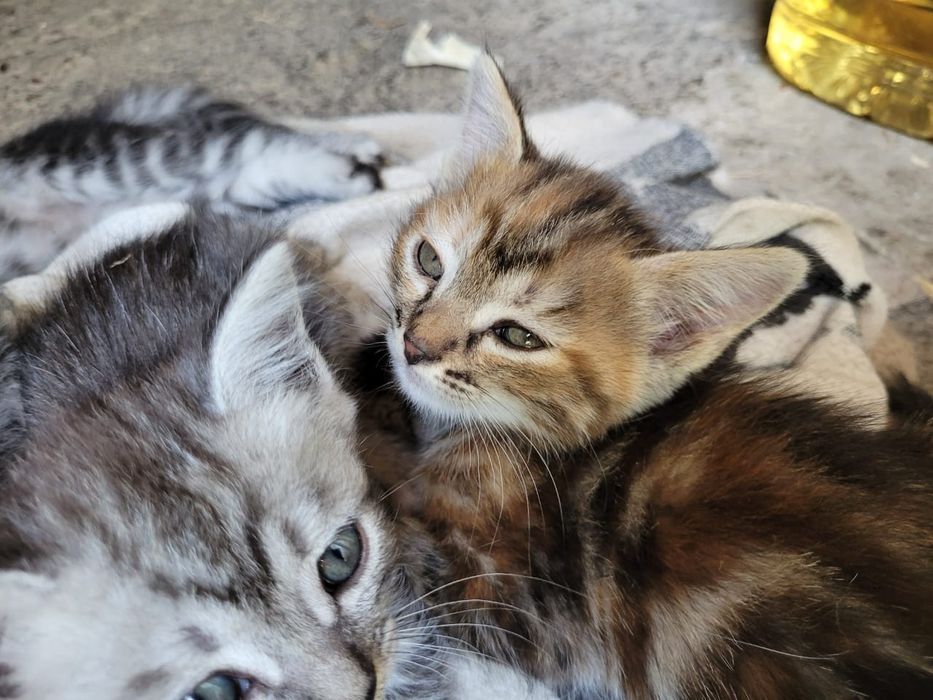 Котята от элитной кошки