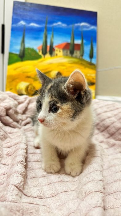Отдам котят в добрые руки