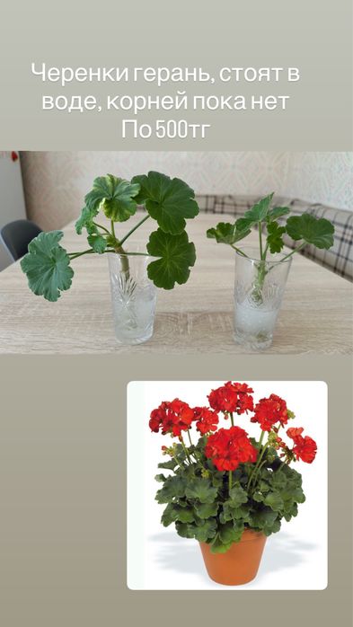 Комнатные растения цветы