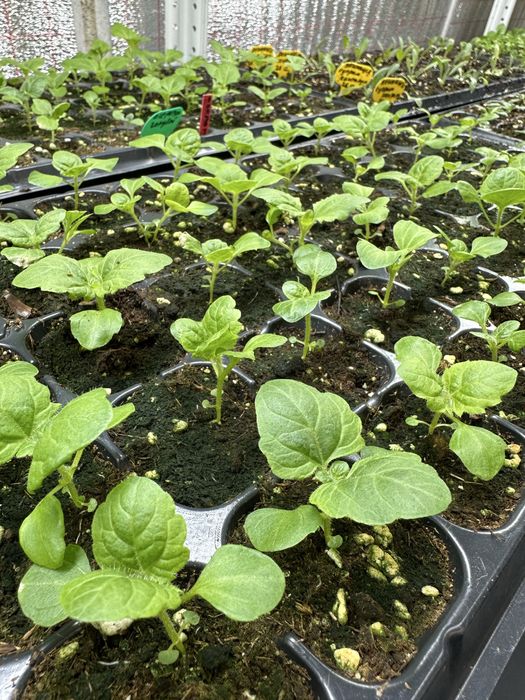 Питомник «Солнечный» растения для сада