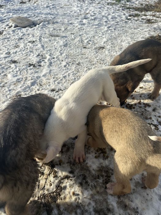 Donez căței – adopție responsabilă