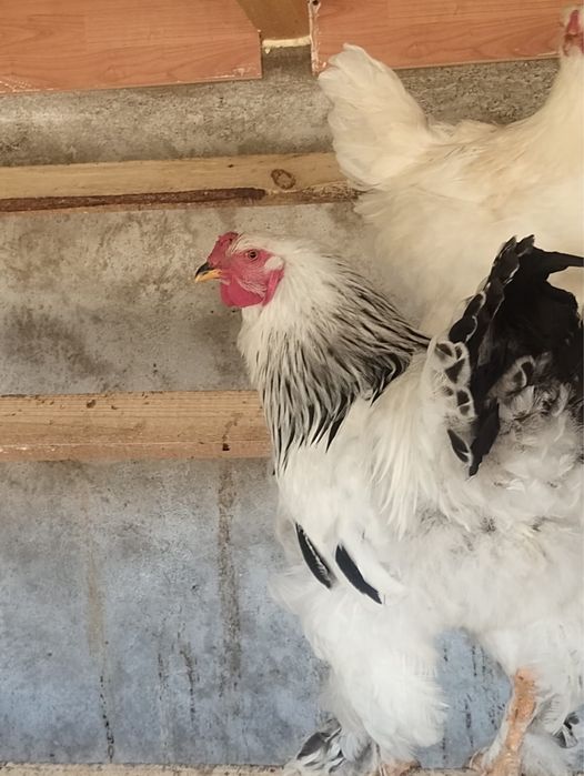 Vamd cocosi si gaini