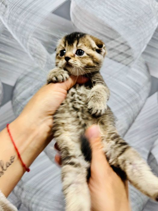 вислоушки мальчики