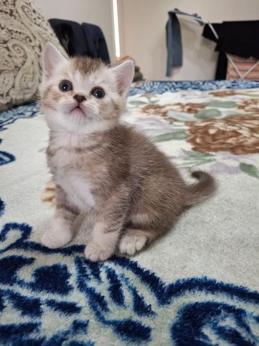 Золотистый шотландский котенок