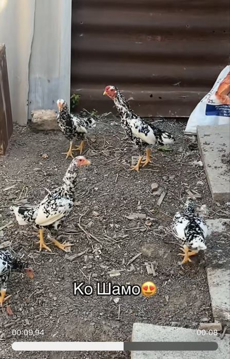 Ко Шамо семейка