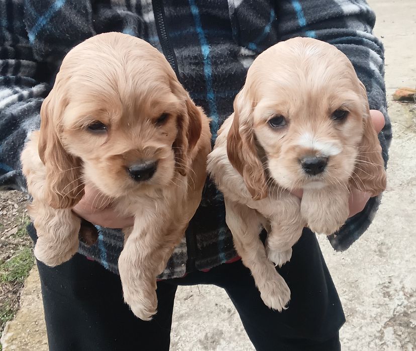 Кокер шпаньол Страхотни