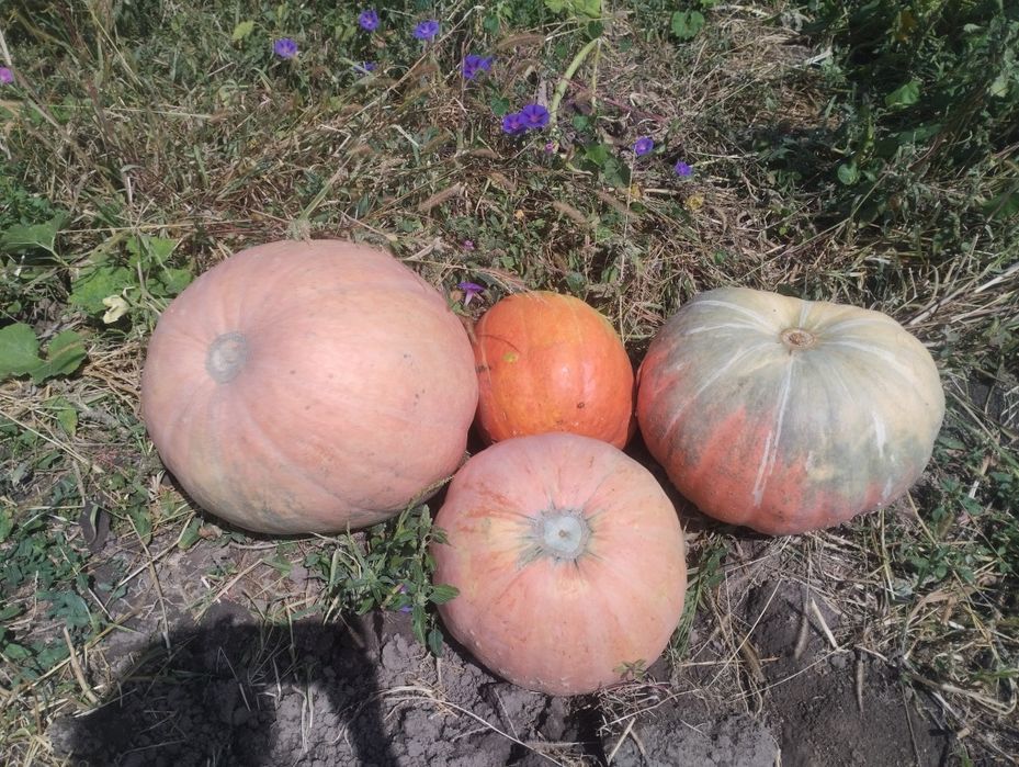 Продам кормовую тыкву