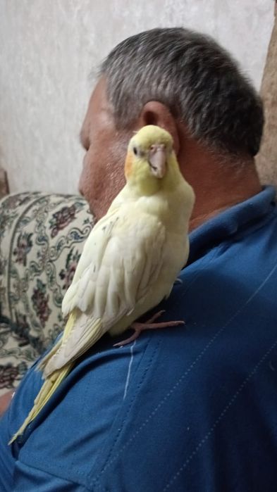 Продаются попугаи Кореллы