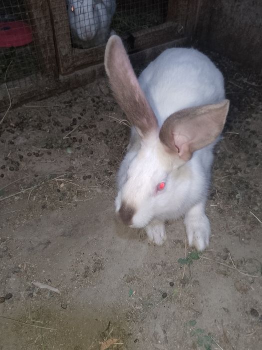 Kalifor zotli quyon sotiladi