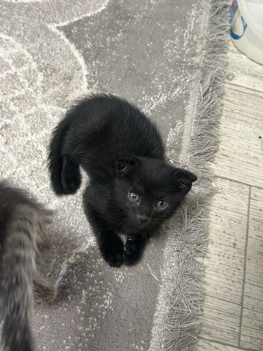 Отдам котят в добрые руки