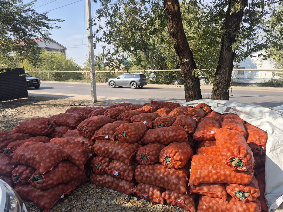 Продам картофель на семена