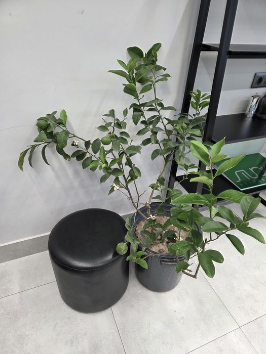 Продам не дорого