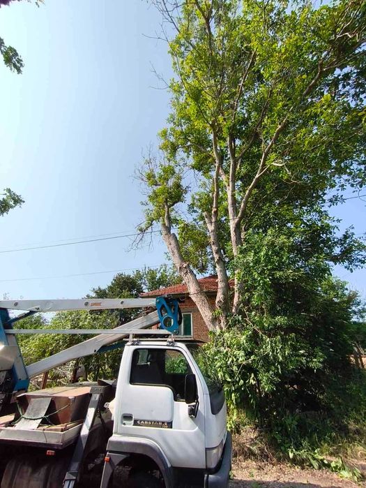 Дървен материал от орех