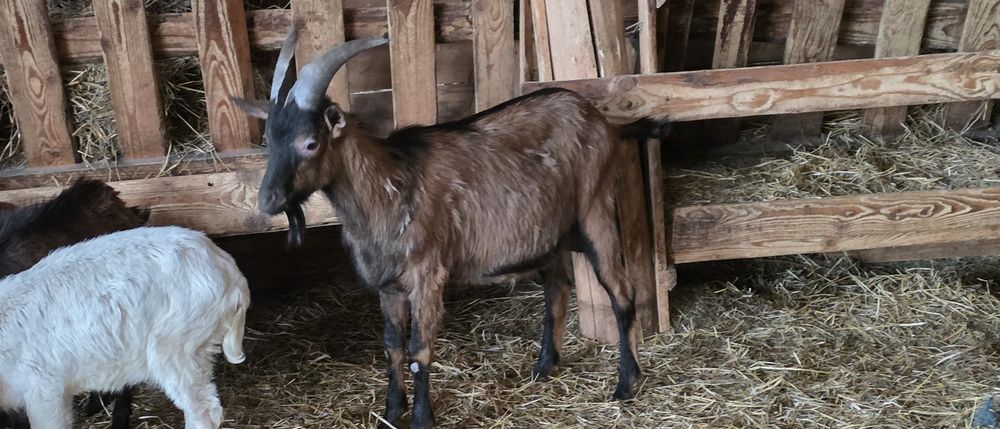 Tap alpin francez cu pedigree!