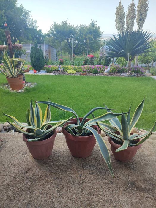 Агаве цветя , малки и по големи.