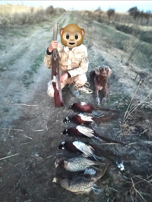 Собака Дратхаар 200% рабочий