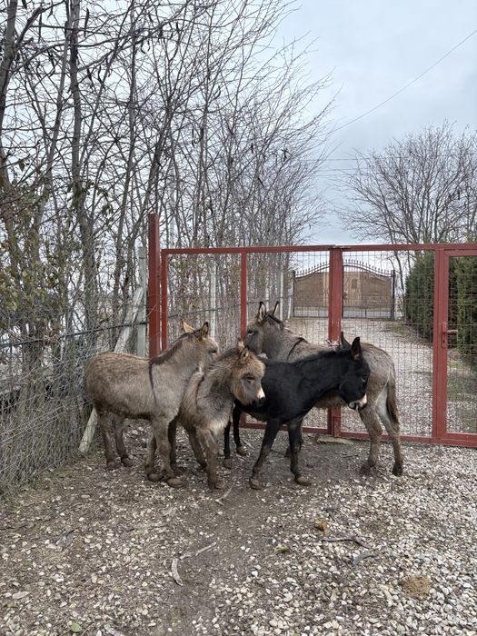 Măgărițe gestante de vanzare