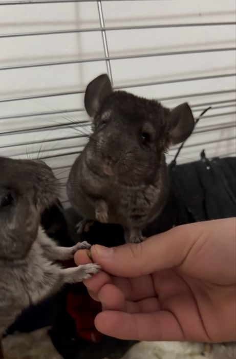 Vand pui chinchilla lanigera,Pretul este de 300lei unul 500 ambii.