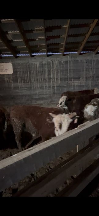 Бычки 1г откорм крс подсос