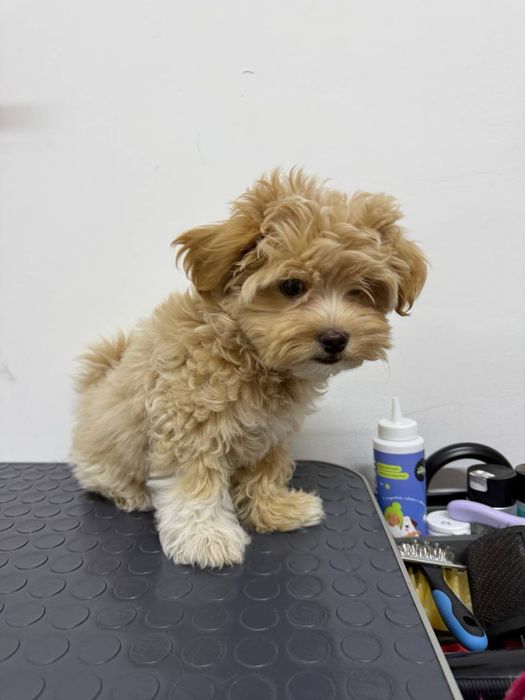 Стрижка и уход для собак