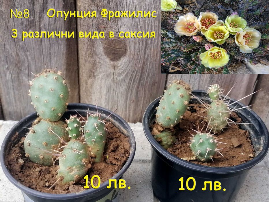 Студоустойчиви градински кактуси