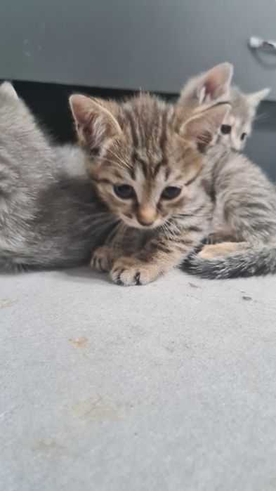 Отдам котят в добрые руки