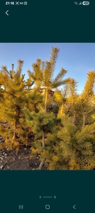 Продам маживельник,туи,сосны,ёлки