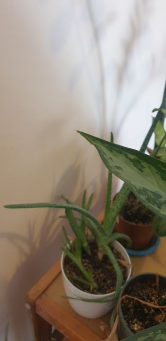 Комнатные цветы  по 2000