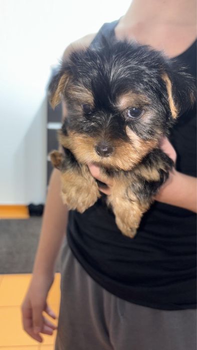 Yorkshire Terrier Toy