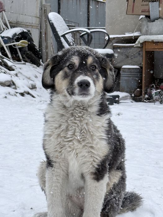Тобет продается цена договоримься щенок