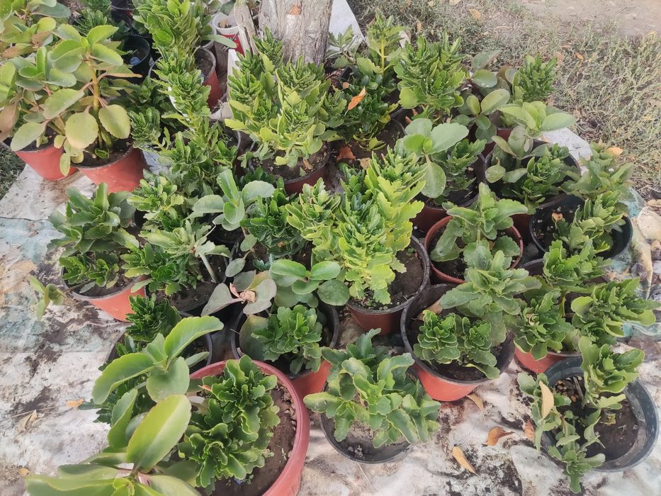 Цветочки в горшках