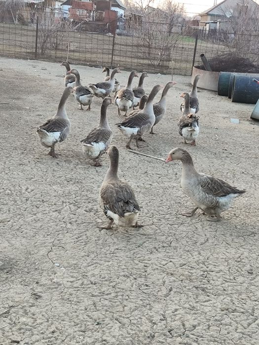 Продам гусиное яйцо