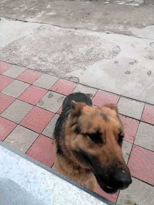 Вязка восточно-европейской овчарки