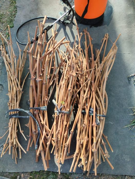 Черенки винограда. Сорт Алешенькин