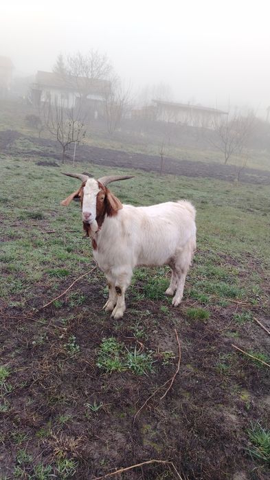 Vând țap metis boie cu carpatin