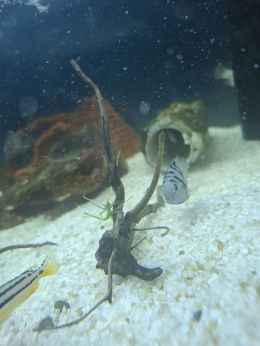 Коряги для аквариума