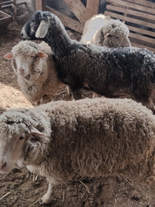 Қошқар және мерионастар сатылады.