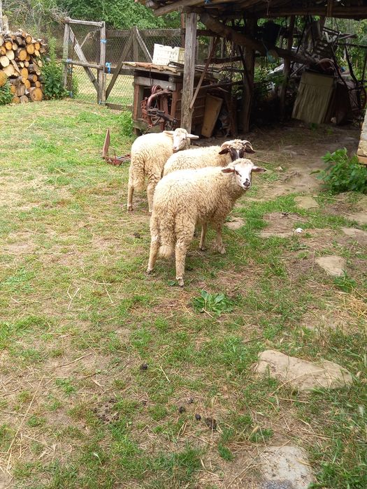 Продавам агнета.  .
