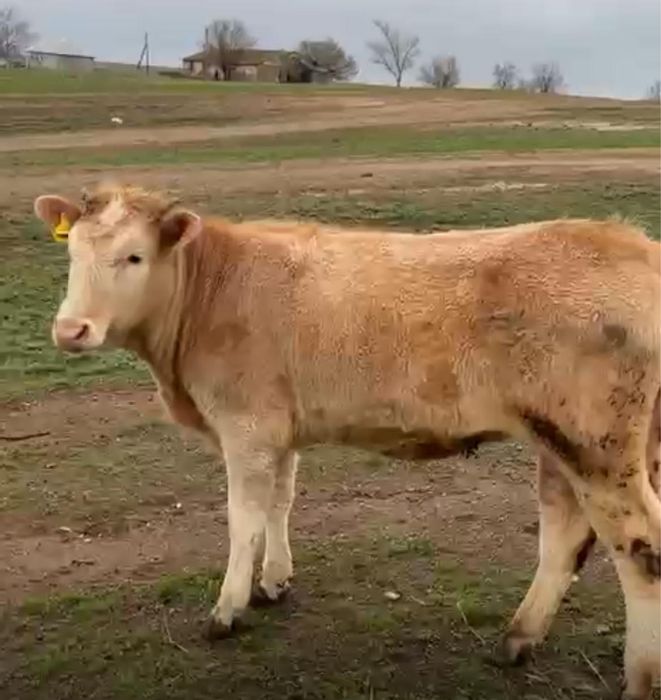 1 жастағы ұрғашы мал сатылады