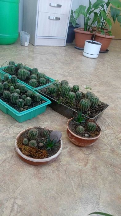 Кактусы бесплатно