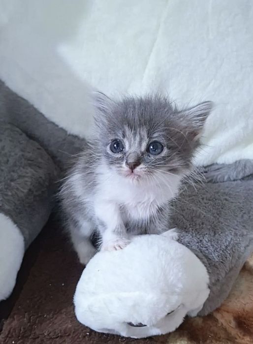 Котята ищут мамочку