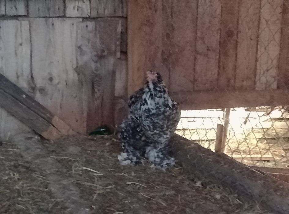 Oua brahma de incubat