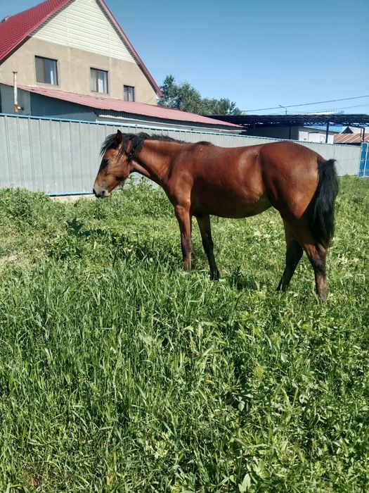 Продам кабылку 1 годдовалую