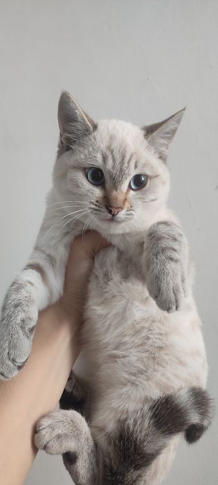 Котята ходят в лоток