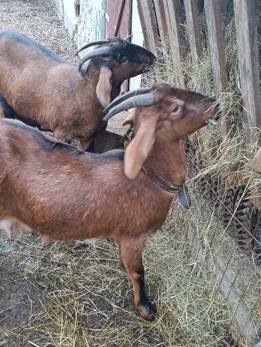 Capre metiș anglonubian -alpin francez