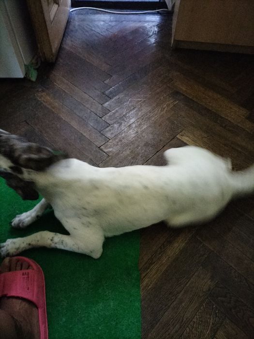 Dau spre adopție o cățelușa în vârstă de 6 luni va rog că nu mai pot sa o țin din cauza  personala